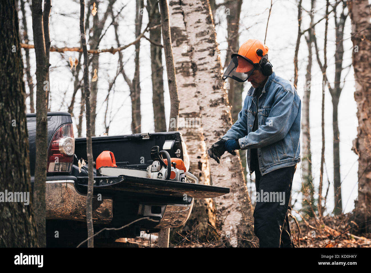 Logger maschio mettendo i guanti nella foresta di autunno Foto Stock