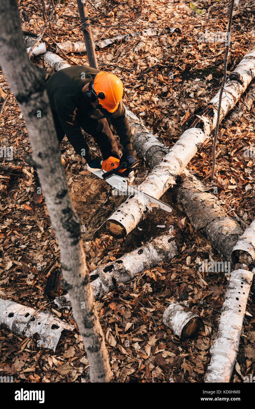 Elevato angolo di visione dell'uomo chainsawing tronco di albero in autunno forest floor Foto Stock