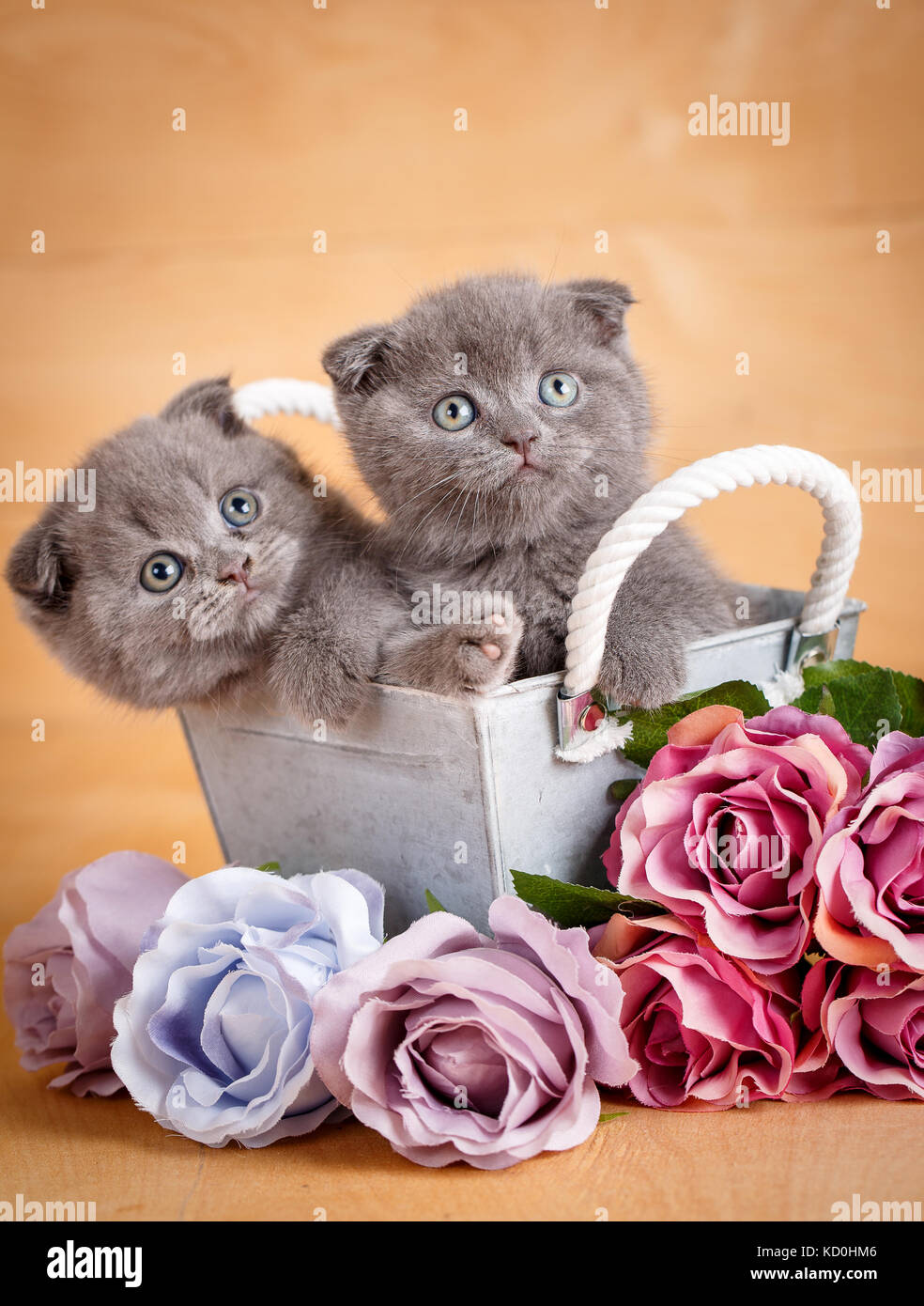 Giovane Scottish Fold gatti decorativi in cassetta di legno vicino a  bouquet di fiori. immagine per un calendario con i gatti Foto stock - Alamy