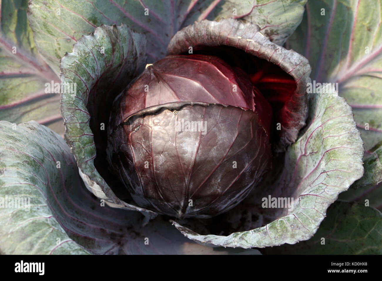 Cavolo rosso/ viola cavolo rosso/ kraut/ blu kraut sfondo. cavolo rosso è utilizzare per insalate e coleslaw. Foto Stock