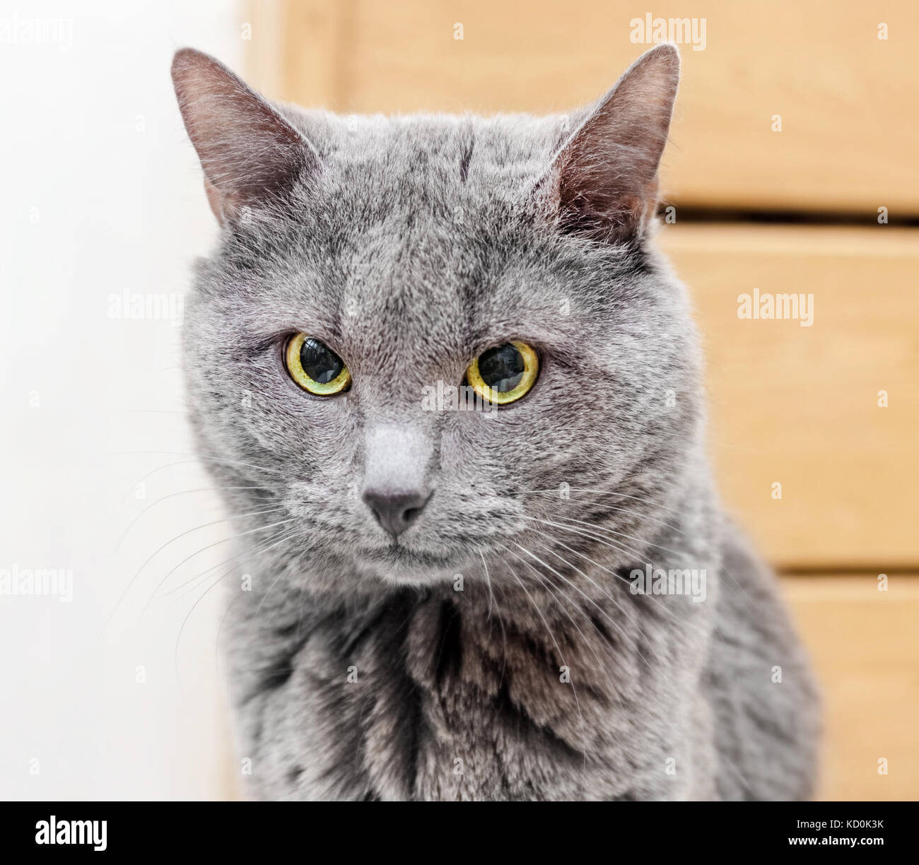 Bellezza adulto gatto grigio è focalizzata in camera Foto Stock