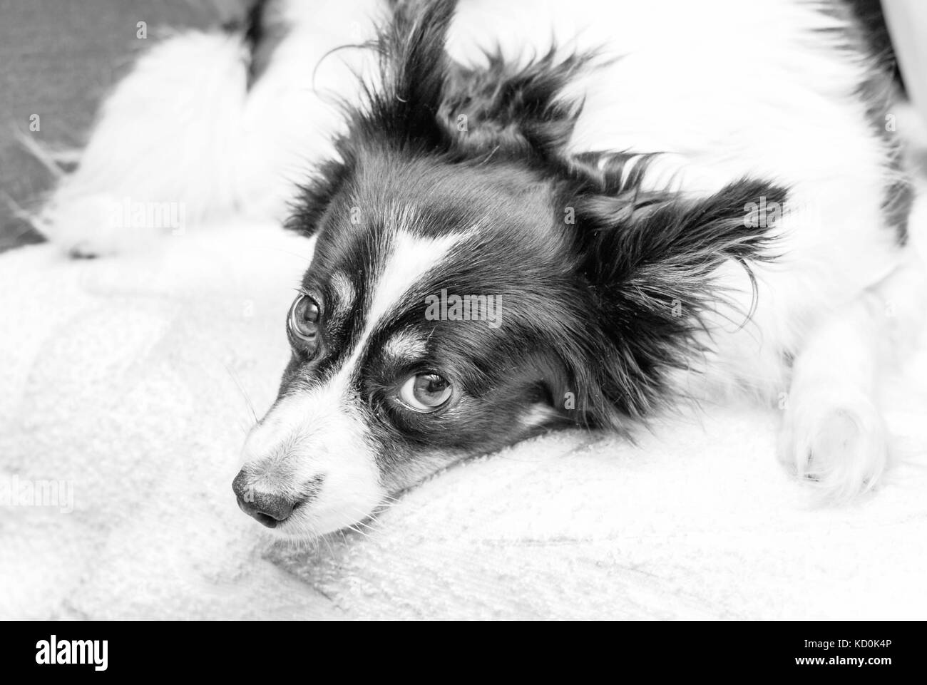 Abbastanza adulto in bianco e nero cane con occhi marroni guarda pietosamente in bianco e nero Foto Stock