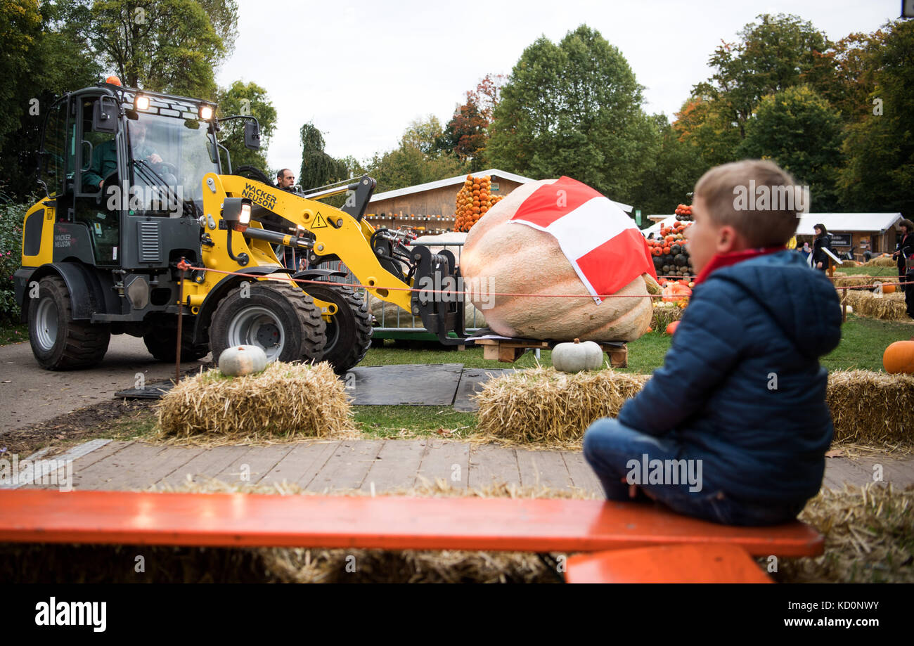 Ludwigsburg, Germania. 8 ottobre 2017. Una zucca gigante proveniente dall'Austria viene trasportata alla pesatrice presso il peso europeo della zucca a Ludwigsburg, Germania, l'8 ottobre 2017. Il concorso fa parte del Ludwigsburg Pumpkin Festival, che si svolge fino al 5 novembre 2017. Crediti: Sebastian Gollnow/dpa/Alamy Live News Foto Stock