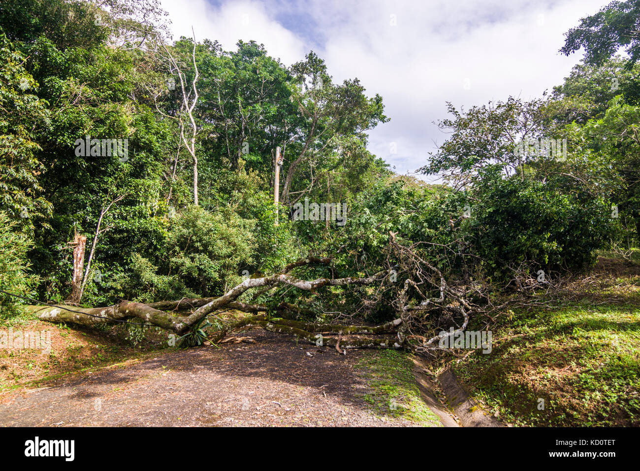 Gli alberi e le linee elettriche di alimentazione verso il basso dopo una forte tempesta tropicale vigore venti dannosi nei pressi di El valle de anton, panama. Credito: urs hauenstein/alamy live news Foto Stock