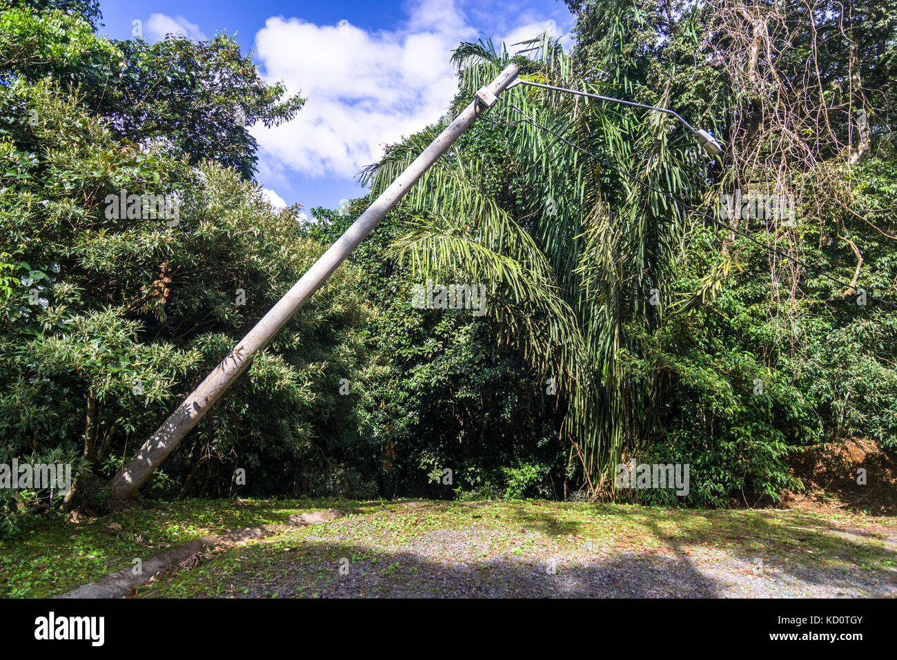 Gli alberi e le linee elettriche di alimentazione verso il basso dopo una forte tempesta tropicale vigore venti dannosi nei pressi di El valle de anton, panama. Credito: urs hauenstein/alamy live news Foto Stock