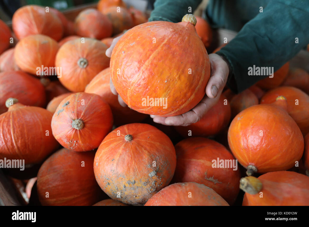 Bastorf, Germania. 5 ottobre 2017. Un uomo che detiene una zucca Hokkaido raccolta nella sua fattoria di verdure a Bastorf, Germania, 5 ottobre 2017. La maggior parte delle zucche di Hokkaido sono completamente maturate all'inizio di ottobre, anche se quest'anno sono state più tardive del solito. La primavera era troppo fredda e le piogge estive. Le zucche trovano condizioni di crescita quasi ideali in mezzo alla fresca brezza non lontano dal Mar Baltico. Crediti: Bernd Wüstneck/dpa/Alamy Live News Foto Stock