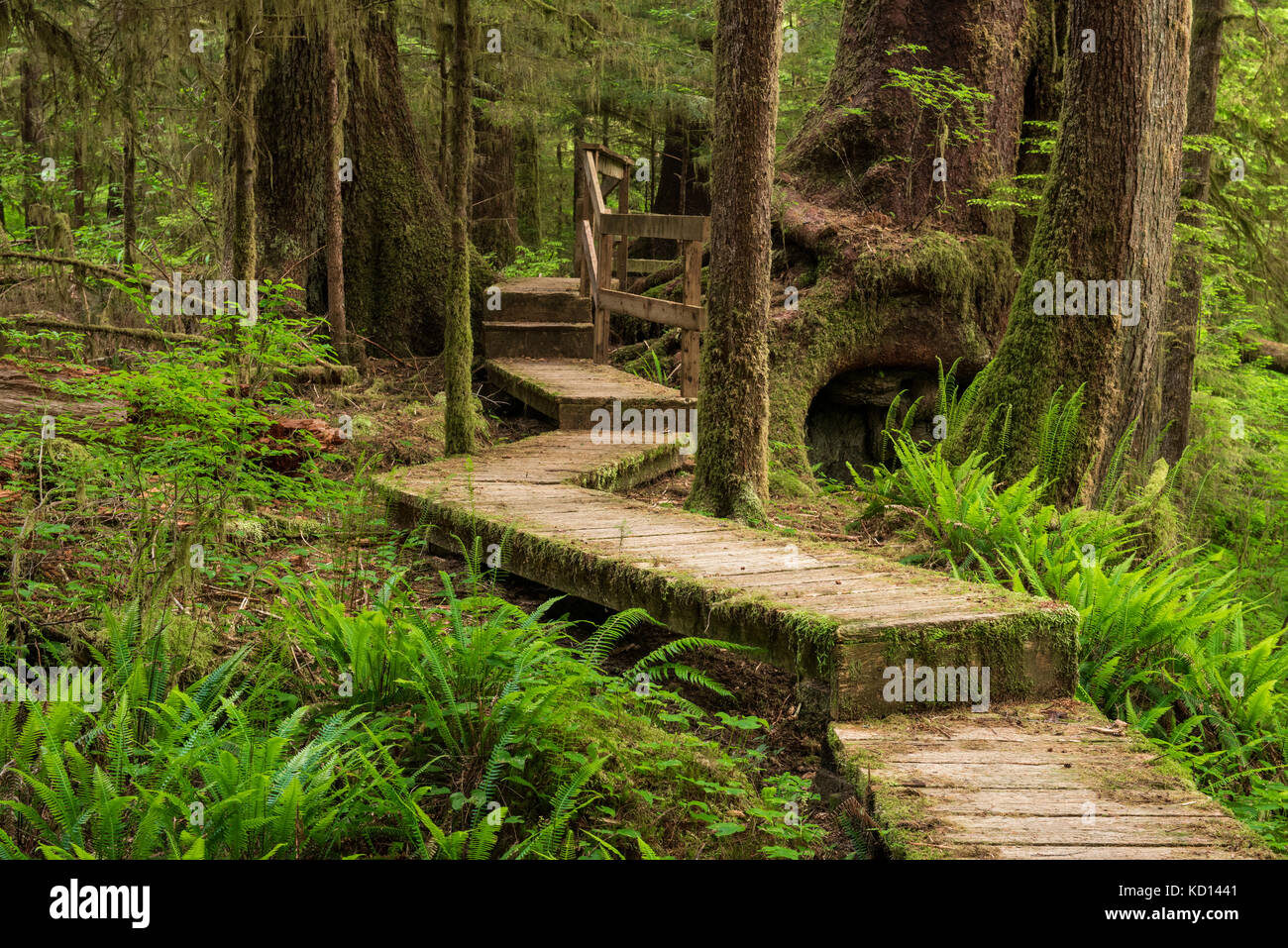 Carmanah Walbran Parco Provinciale, Isola di Vancouver, BC Canada Foto Stock