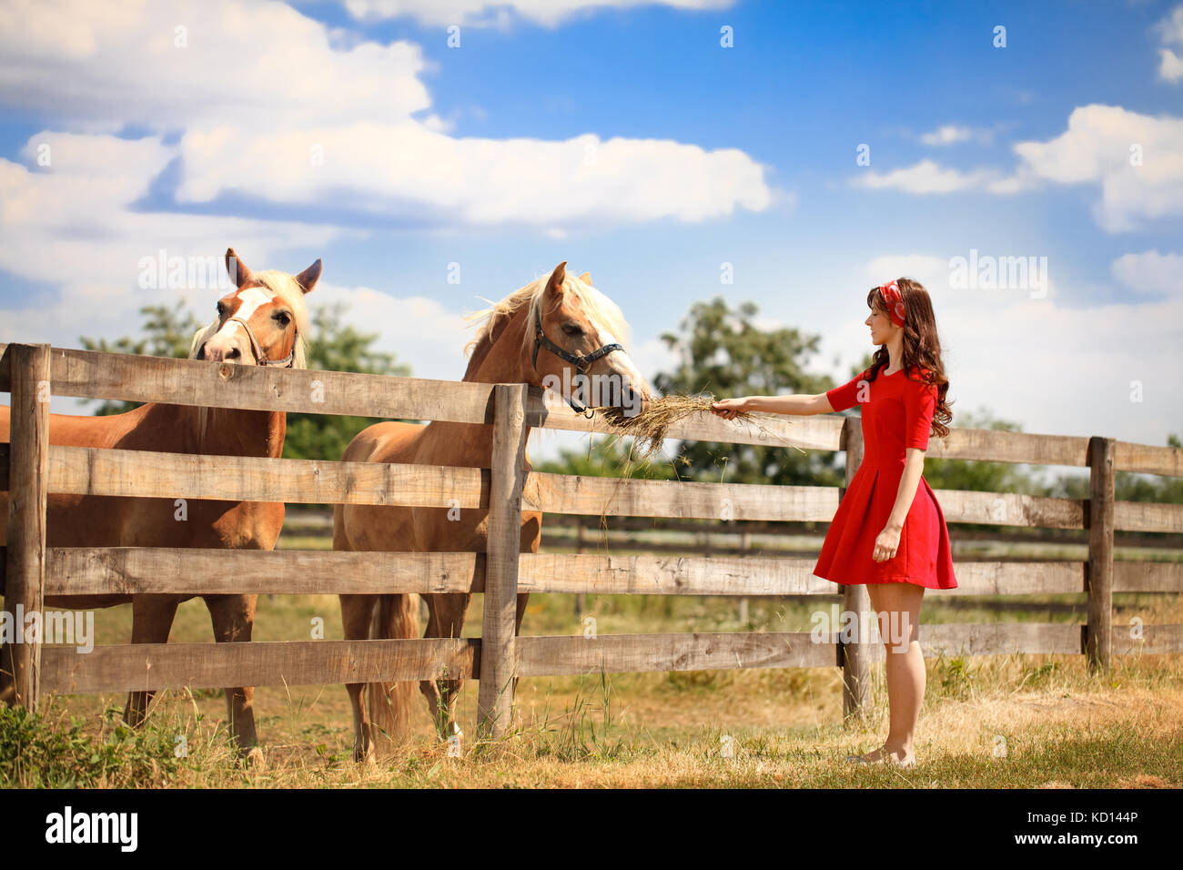 Bella giovane donna alimentando il suo cavallo Foto Stock
