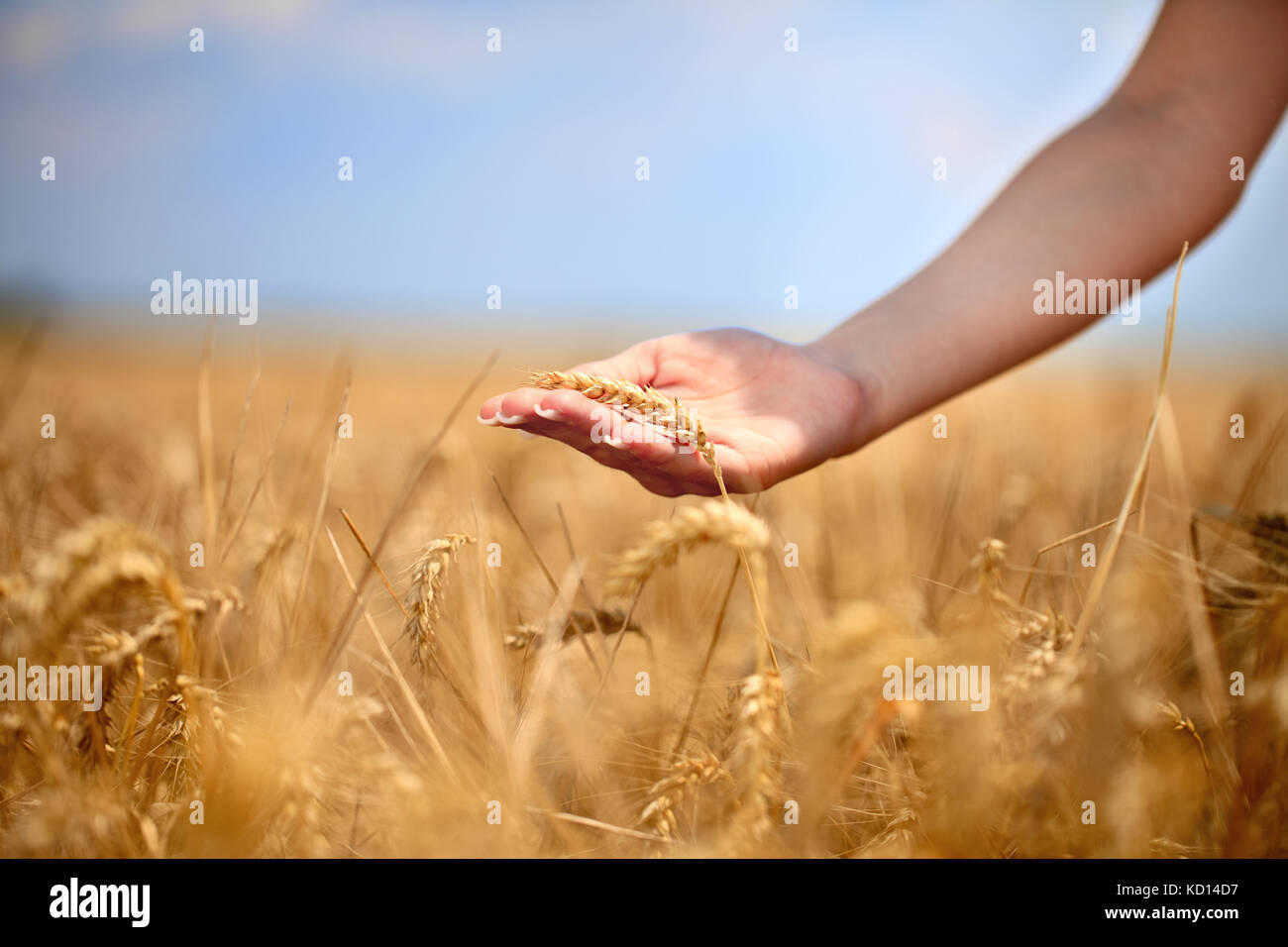 La donna in esecuzione la sua mano attraverso qualche grano in un campo Foto Stock