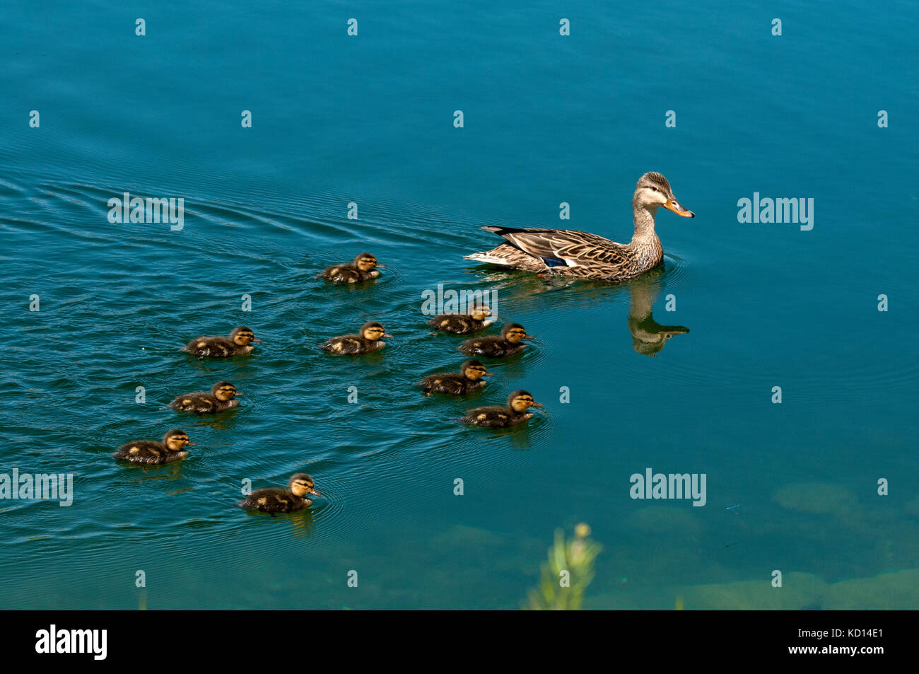 Il germano reale (Anas platyrhynchos) con anatroccoli, gorgogliamento stagni, pagina Molle, AZ, birdwatching Area Foto Stock