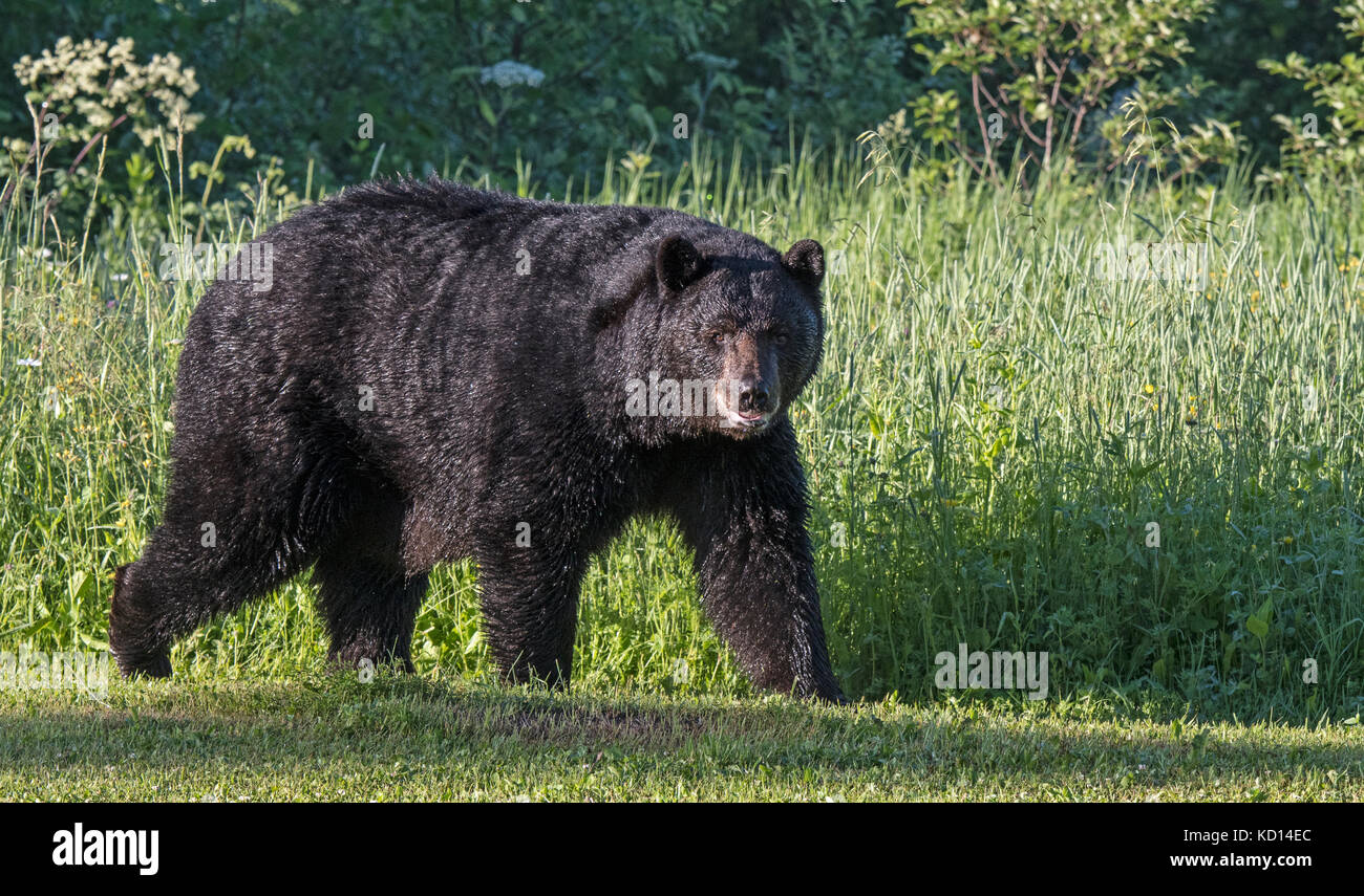 Grandi maschi selvatici (cinghiali) black bear coperto di rugiada,(Ursus americanus), camminando lungo il bordo di taglio di erba e prato selvaggio vicino Quetico Provincial Park, Ontario, Canada Foto Stock
