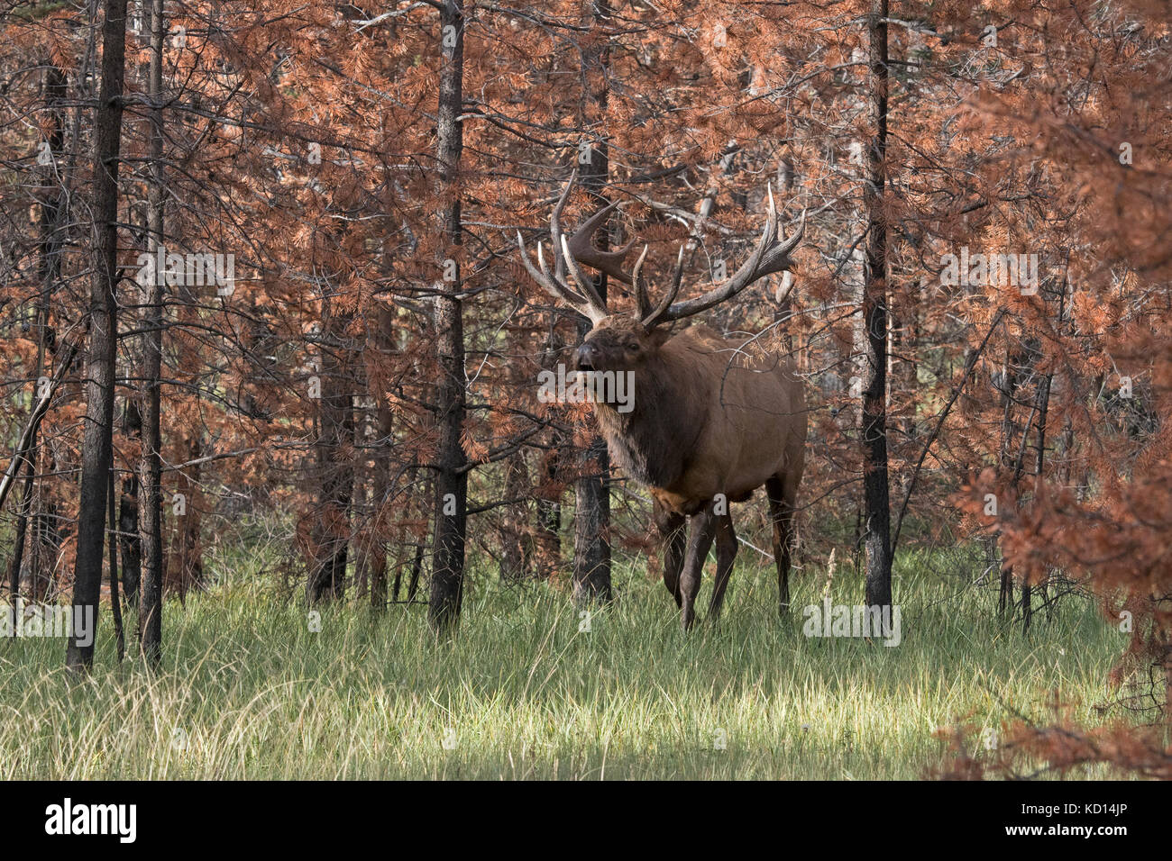 Bugling Bull (maschio) elk o wapiti (Cervus canadensis), il Parco Nazionale di Jasper, Alberta, Canada, nella foresta bruciato area fuoco Foto Stock