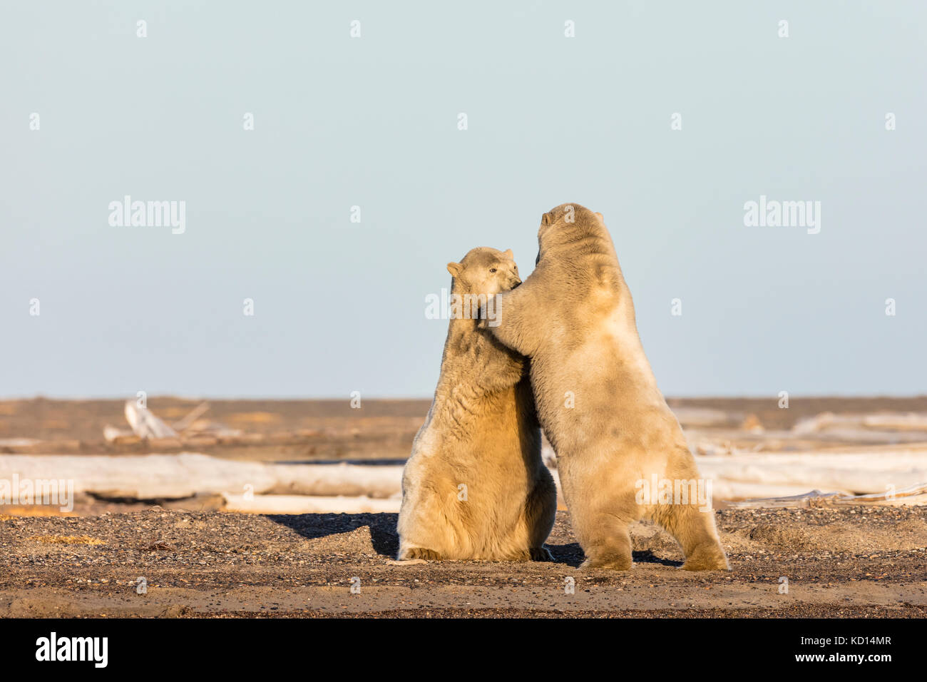 Gli orsi polari (Ursus maritimus) svolgono combattimenti sull isola barriera lungo Beaufort Sea in Kaktovik, Alaska. L'autunno. Pomeriggio. Foto Stock