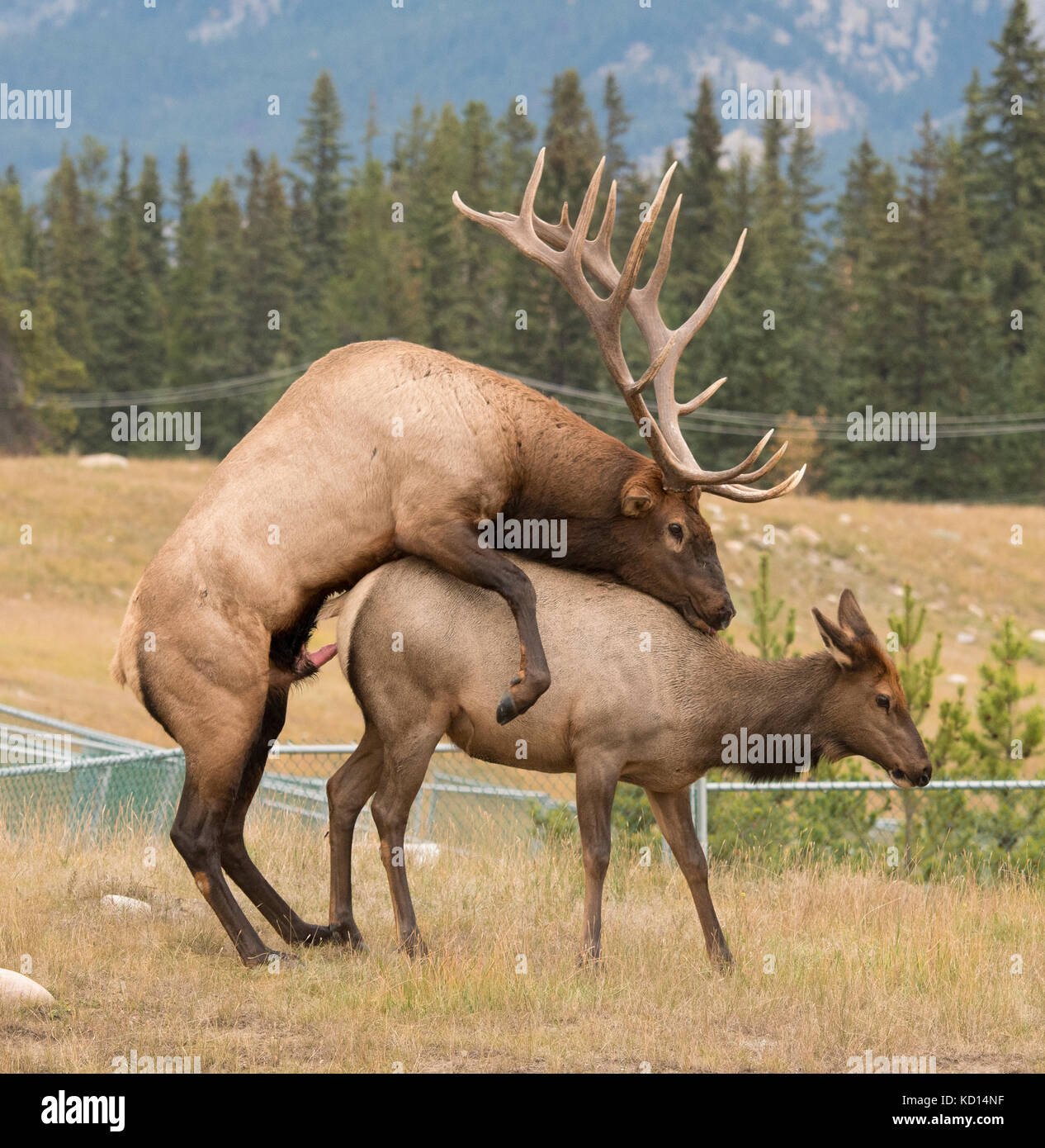 Bull Elk coniugata o allevamento con Cow Elk. (Cervus canadensis). Parco Nazionale di Jasper, Alberta, Canada. Foto Stock