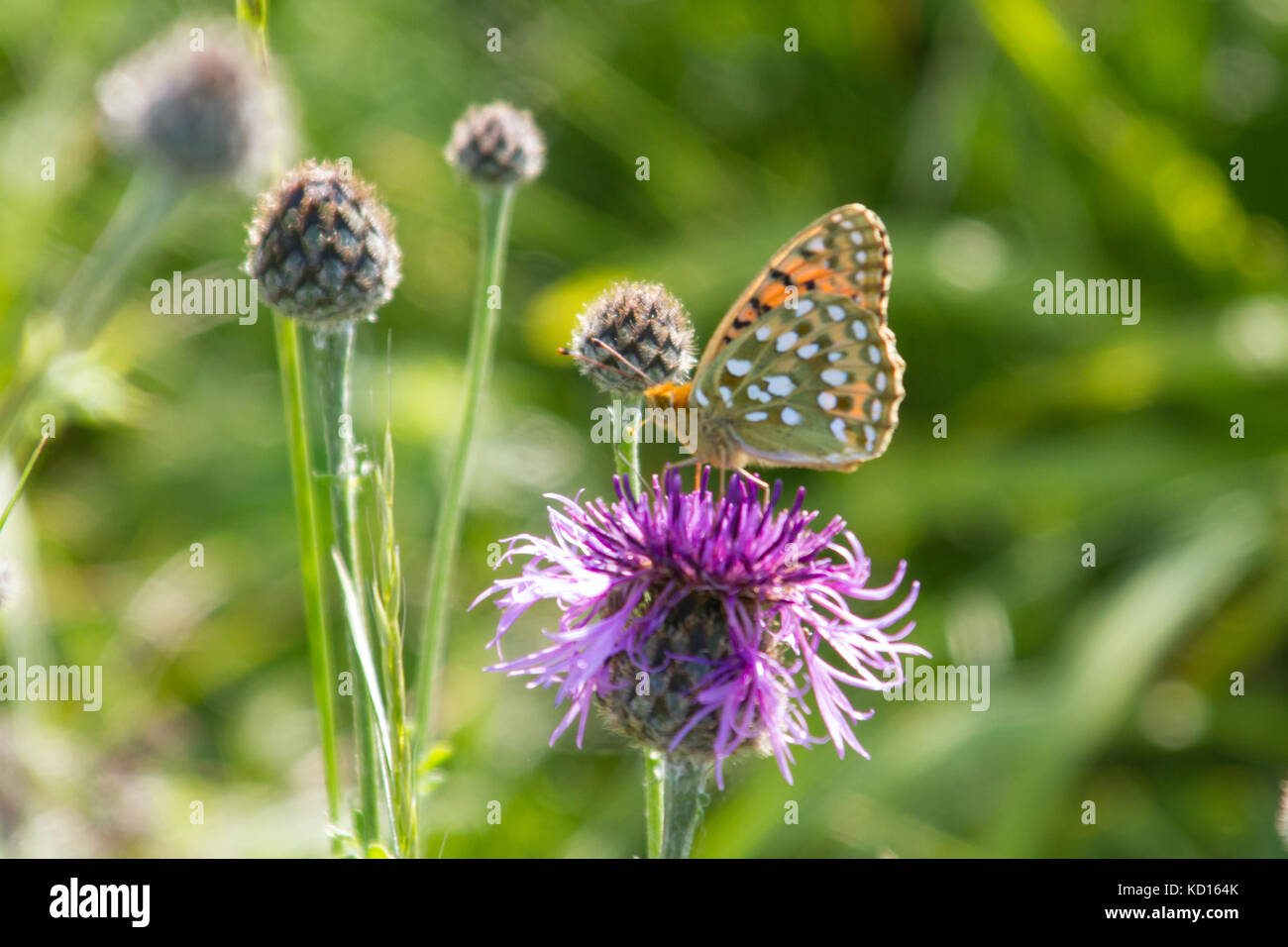 Maschio verde scuro fritillary appollaiate su un fiore Foto Stock