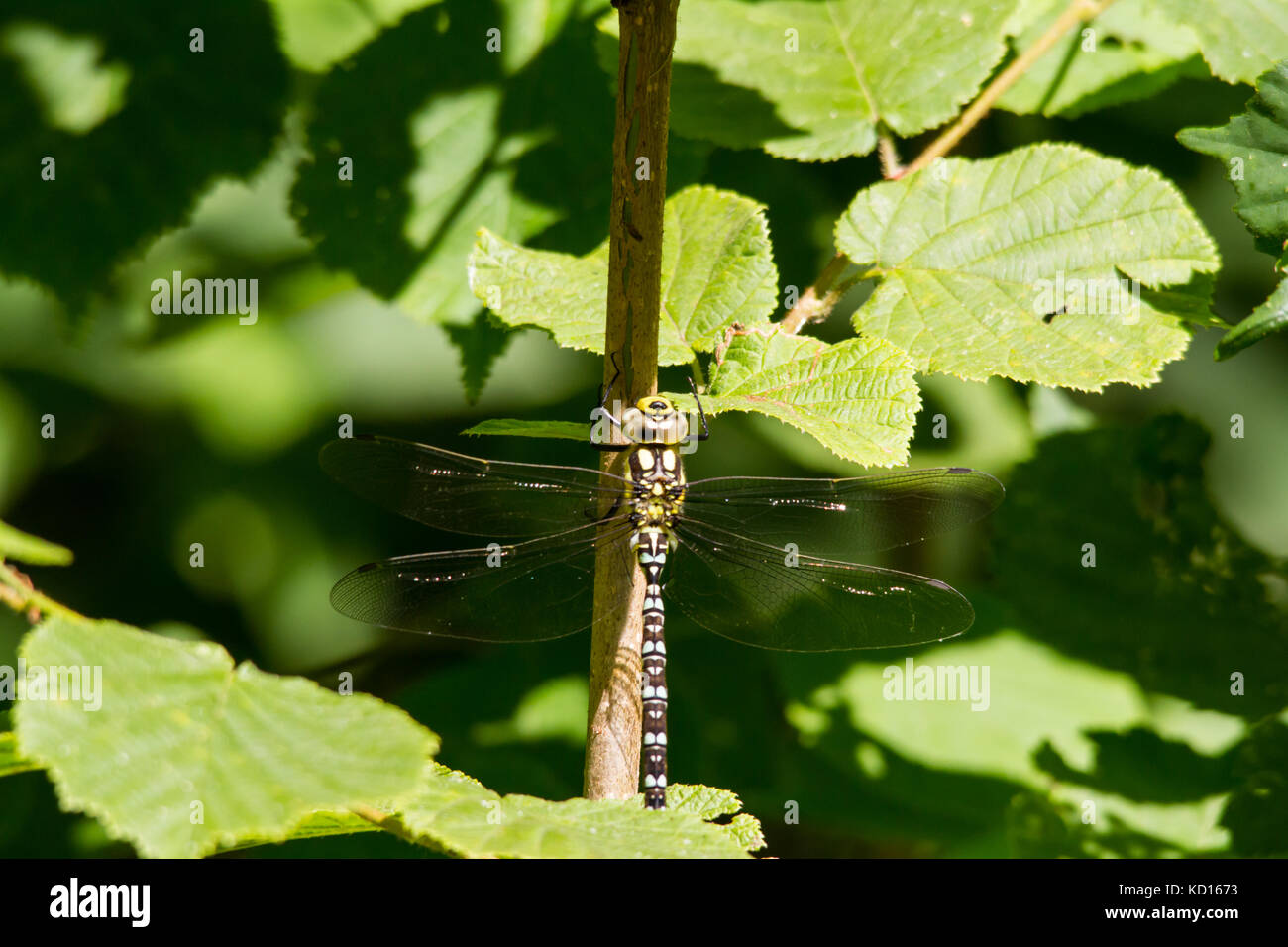 Southern hawker o blu hawker ((aeshna cyanea) a riposo Foto Stock