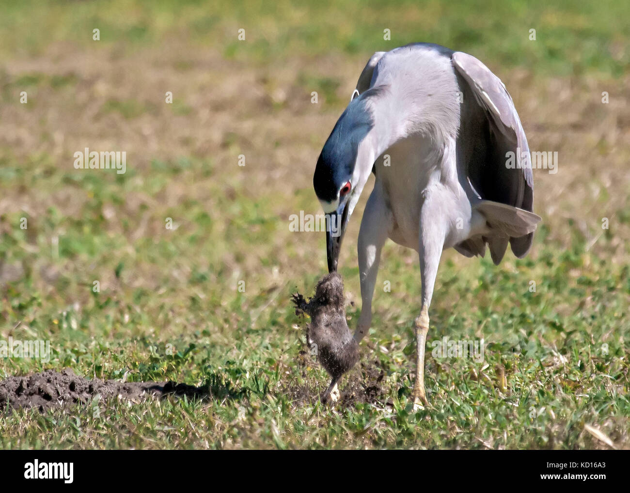 Nitticora ottiene gopher da in attesa di spot movimento di erba e poi accoltellato sotto terra bersaglio. Foto Stock