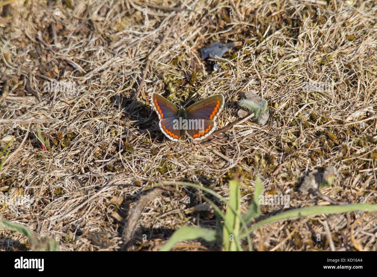 Brown argus butterfly (aricia agestis) di appoggio al suolo Foto Stock