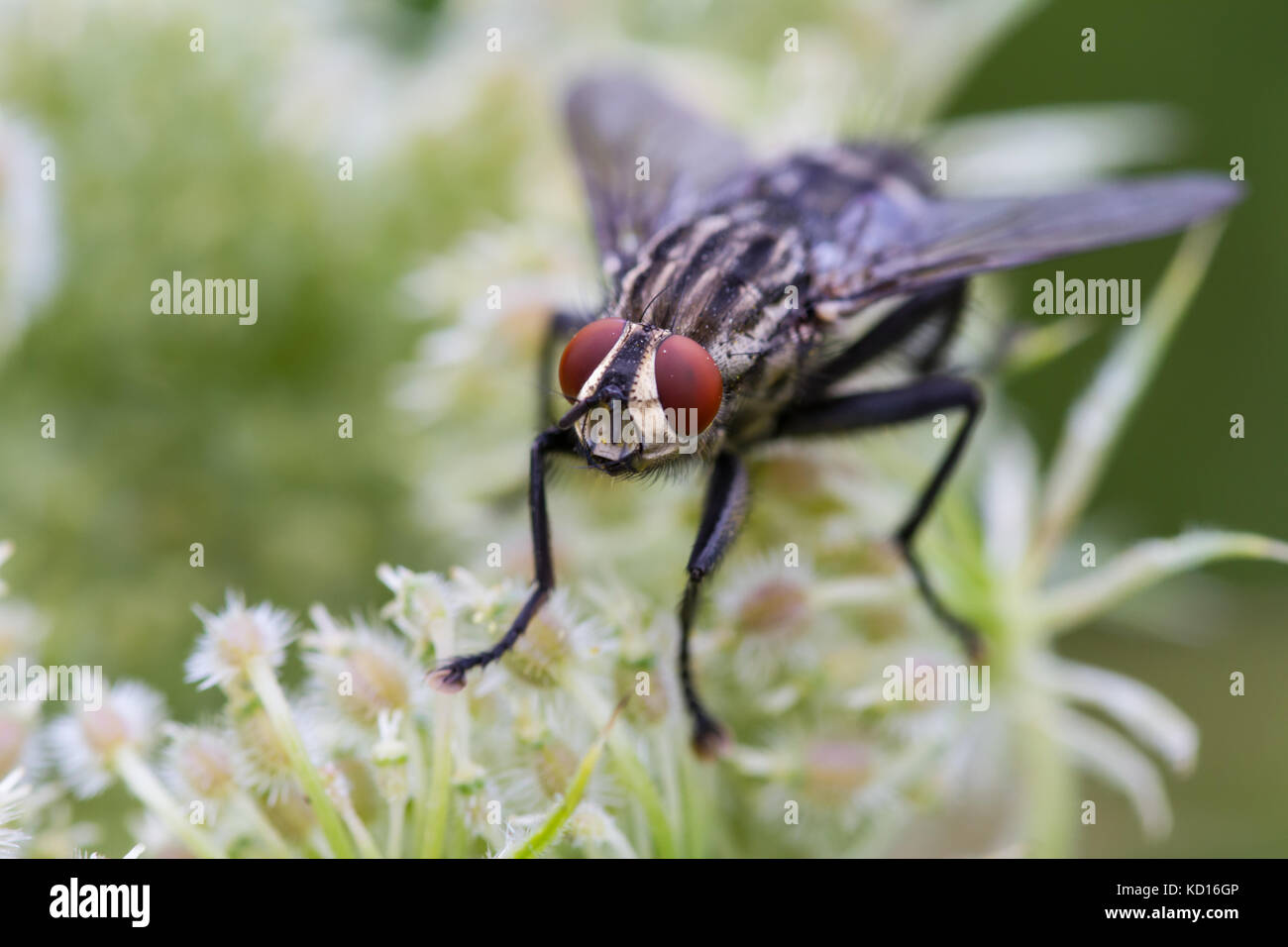 Carne volare dalla famiglia sarcophagidae arroccato su un fiore Foto Stock
