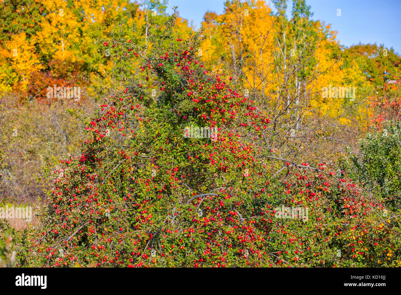 Melo, superiore hamstead, New Brunswick, Foto Stock