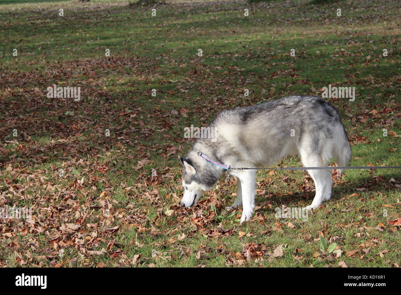 Un siberian husky Malamute Cane al guinzaglio con il suo proprietario fuori sull'erba Foto Stock