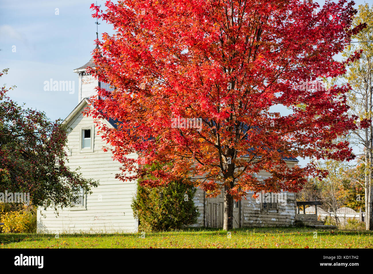 Albero di acero e fienile, st. Martins, baia di Fundy, New Brunswick, Canada Foto Stock