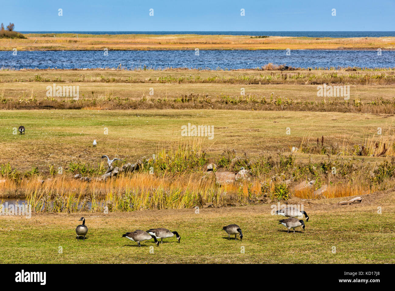 La migrazione di Oche del Canada, vista Ocean Park, beaubassin est, New Brunswick, Canada Foto Stock
