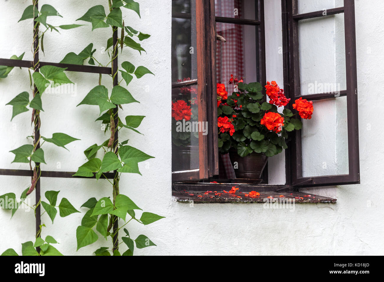 Gerani rossi in vaso di ceramica sulla soglia della finestra di cottage villaggio, Repubblica Ceca Foto Stock