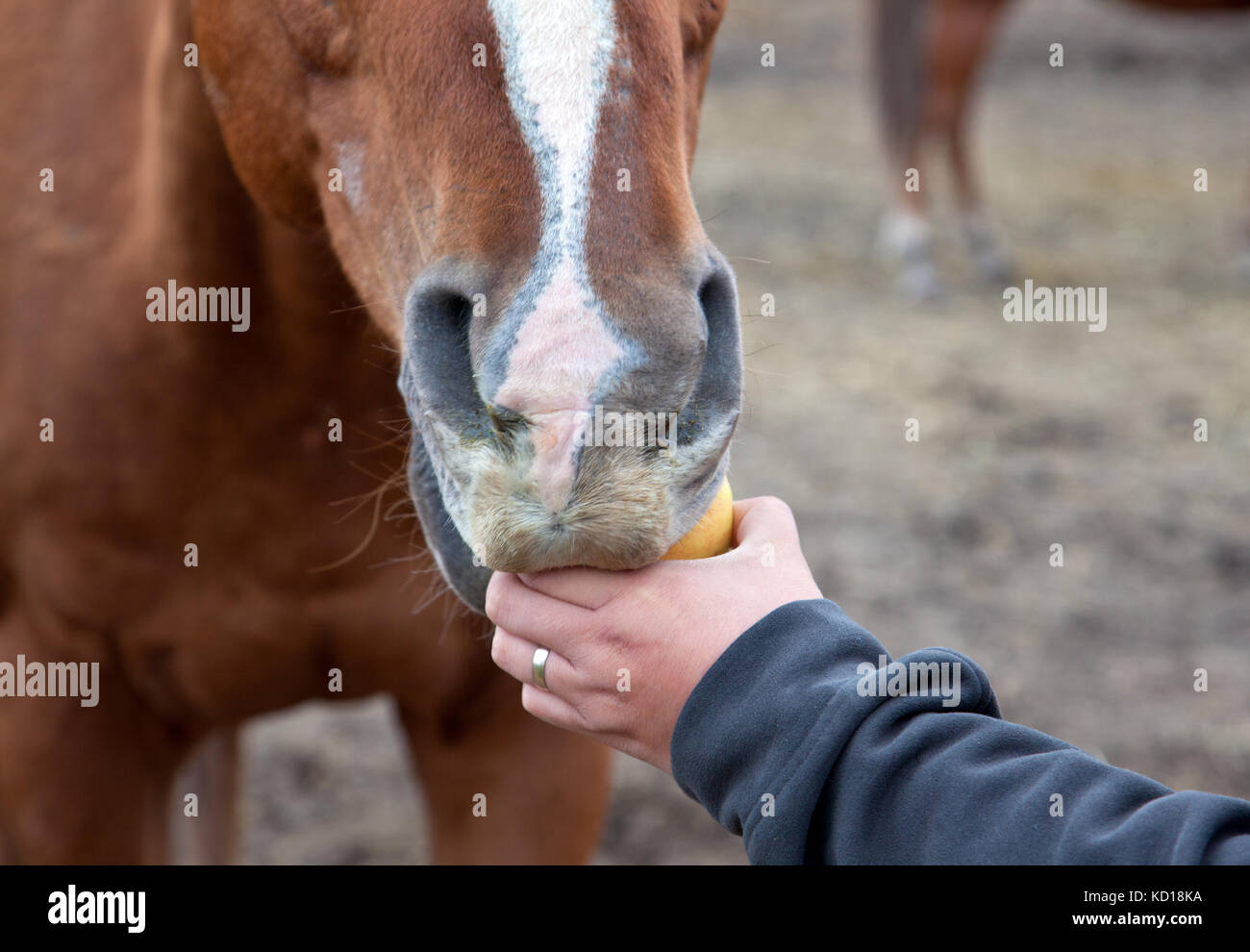 In prossimità di un lato dando un cavallo marrone una mela gialla Foto Stock