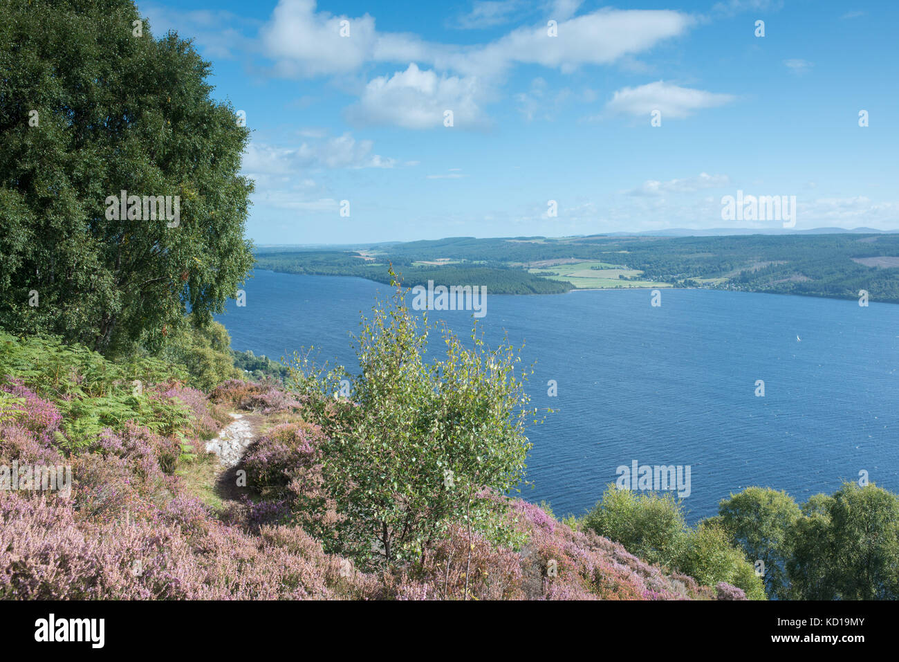 Boschi Abriachan Drumnacrochit vicino al Loch Ness, Scozia. Foto Stock