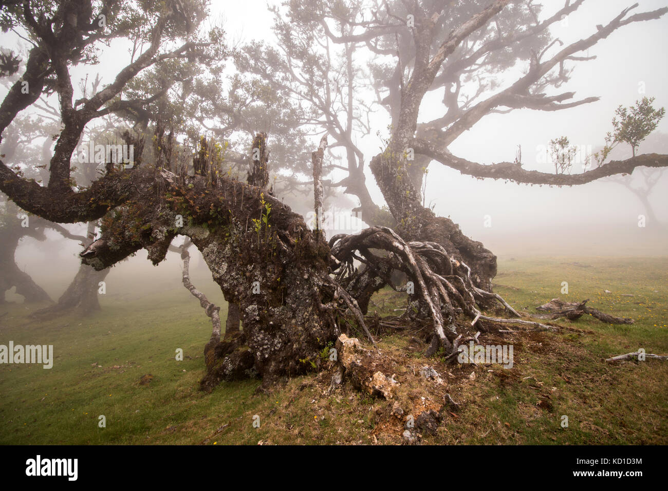 Fanal vecchi alberi di alloro posizione, famoso sentiero escursionistico sull' isola di Madeira, Portogallo. Foto Stock