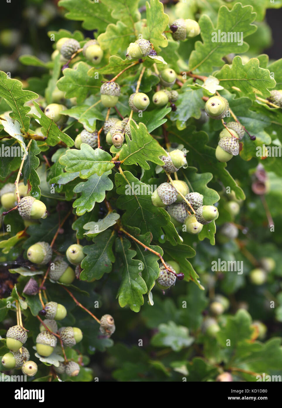 Un raccolto pesante di lunghe sgambate ghiande, frutto di un Pedunculate quercia (Quercus robur). Woodchurch, Kent, Regno Unito. Foto Stock