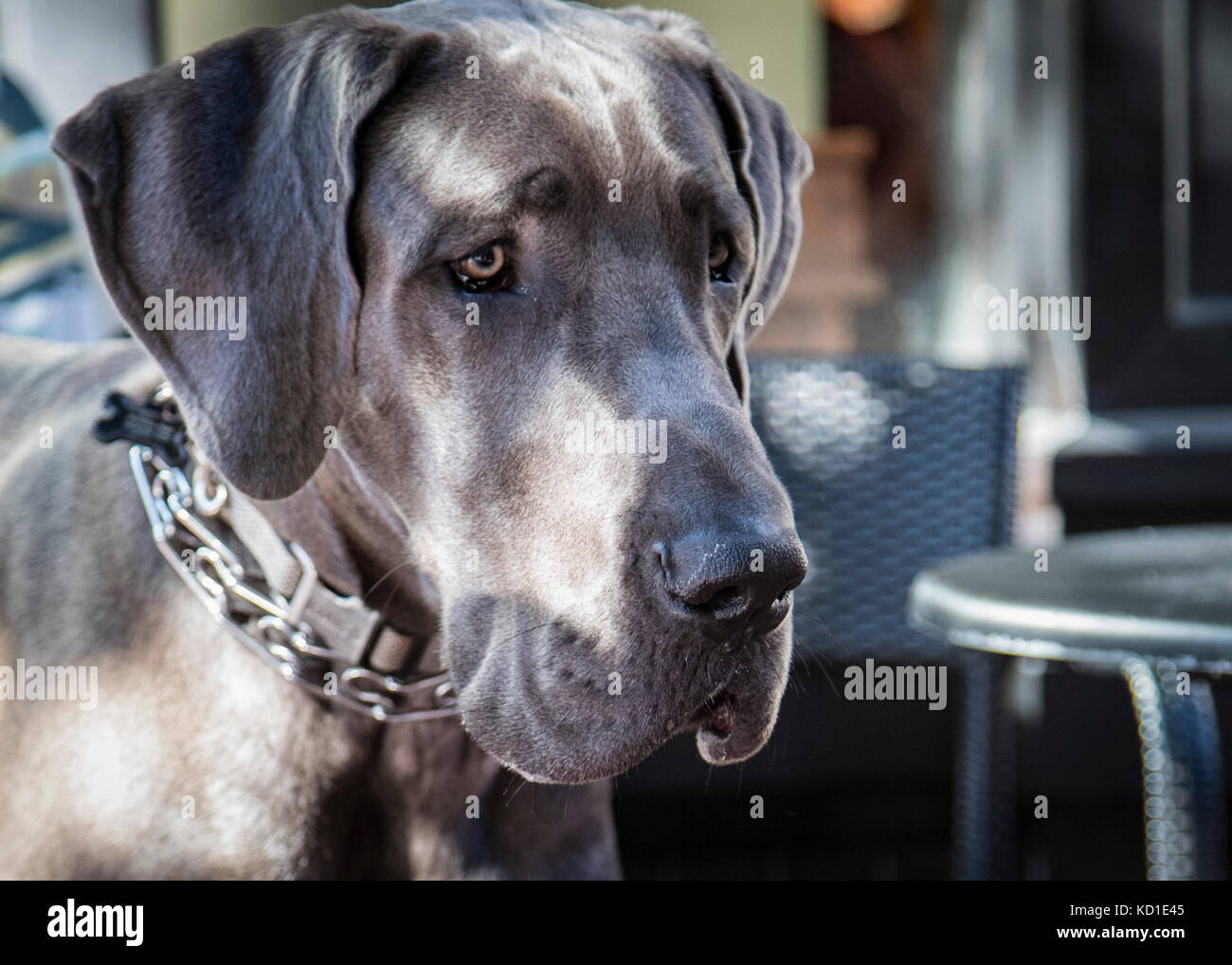 Alano (cane close-up) Foto Stock