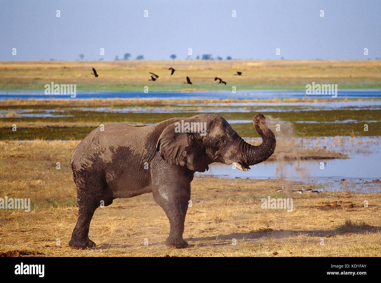 L'Africa. Il Botswana. Chobe National Park. La fauna selvatica. Elefante. Foto Stock