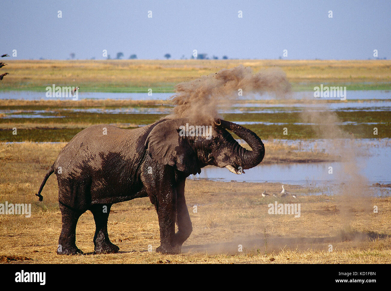 L'Africa. Il Botswana. Chobe National Park. La fauna selvatica. Elefante. Foto Stock