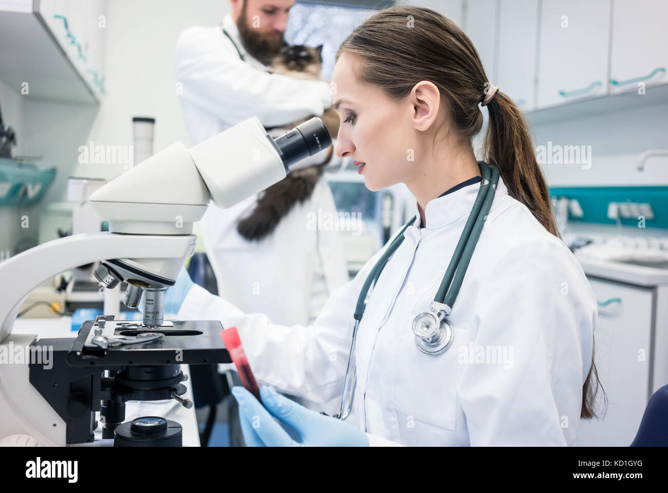 Assistente di laboratorio veterinario ed esaminando i tessuti campione da un c Foto Stock