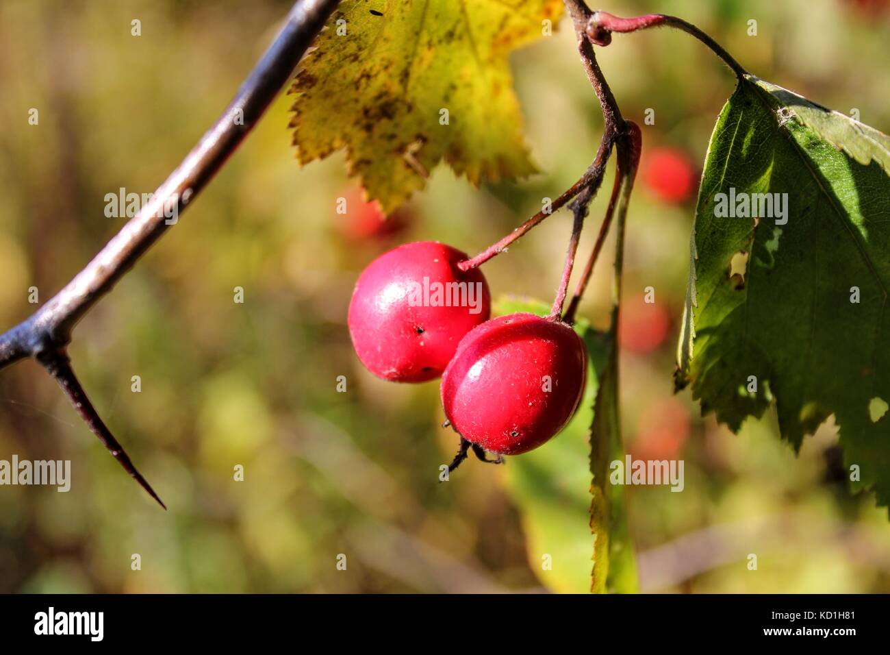 Briar bacche che crescono su rami di una bussola. Foto Stock