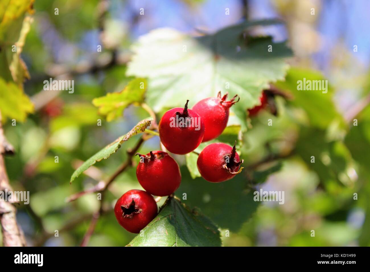 Briar bacche che crescono su rami di una bussola. Foto Stock