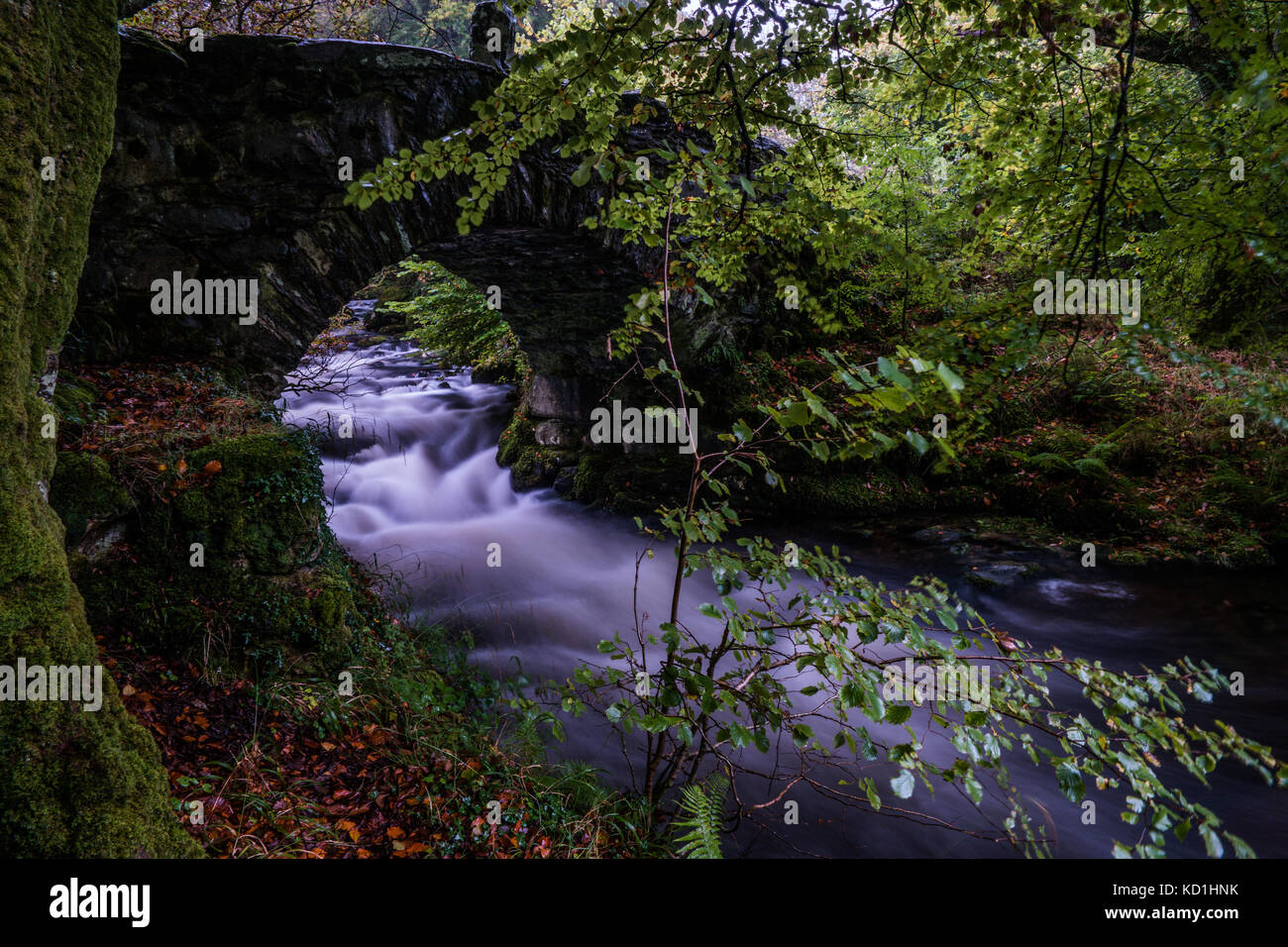 Veloce che scorre con flusso di acqua bianca in Galles del nord in autunno. Foto Stock