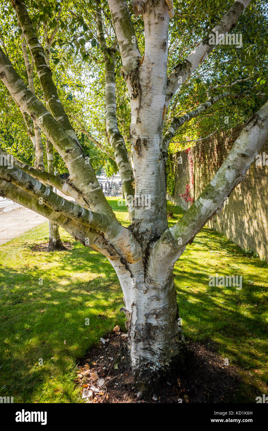 Betula ermanii, oro betulla, Erman la betulla piantato 1975 al Churchill College di Cambridge, Regno Unito Foto Stock