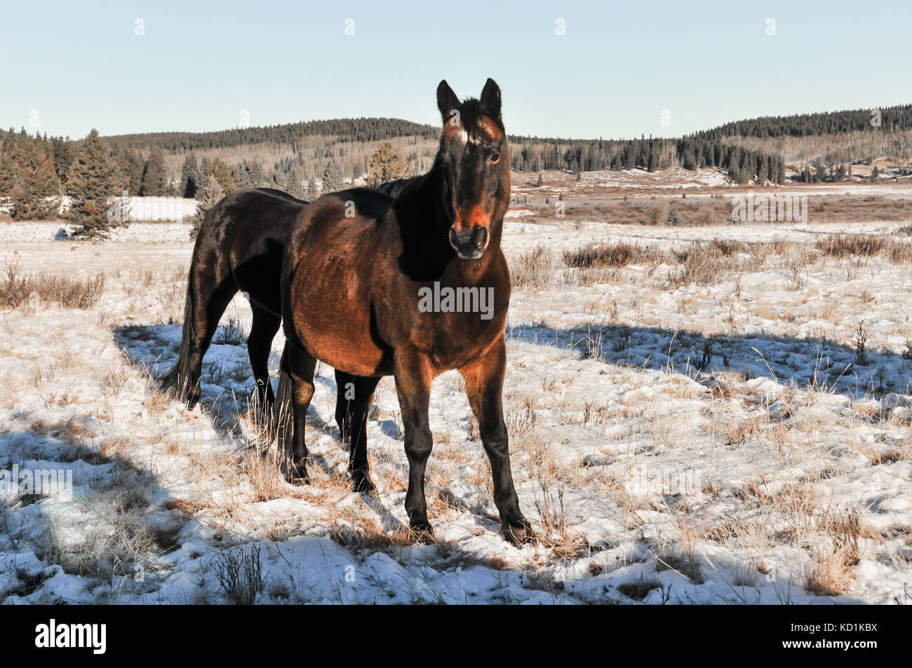 Allevamento di cavalli selvaggi in un innevate montagne canadesi. Paesaggio invernale Foto Stock