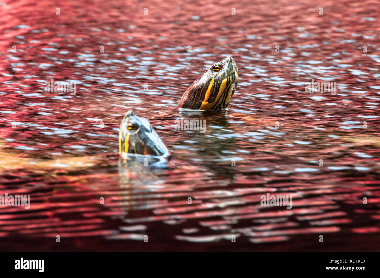 Due Red-Eared cursore tartarughe inserimenti testa sopra la superficie dell'acqua Foto Stock