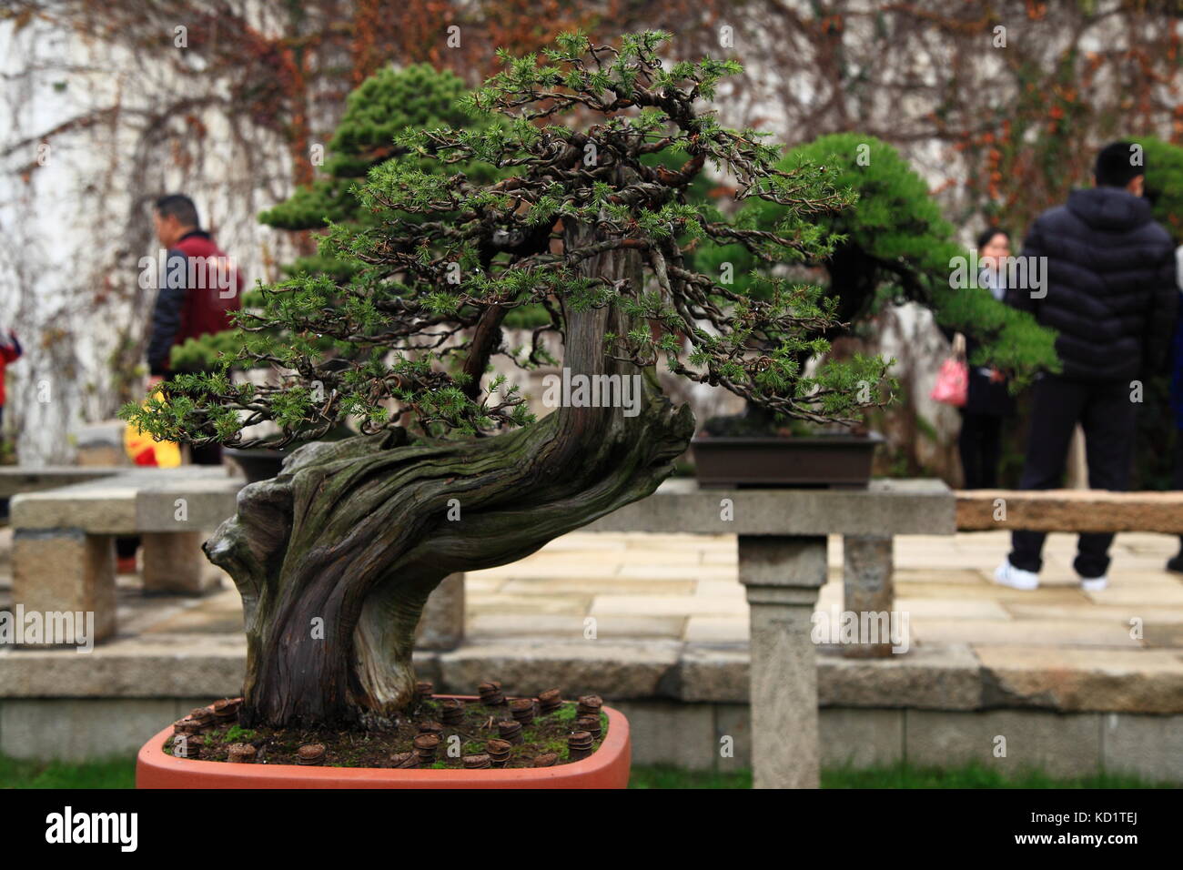 Giardino cinese Foto Stock