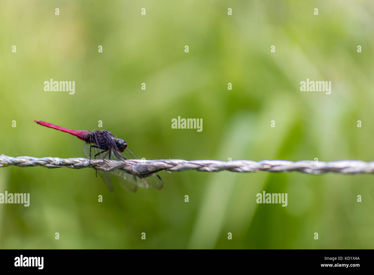 Il Balancesam Foto Stock