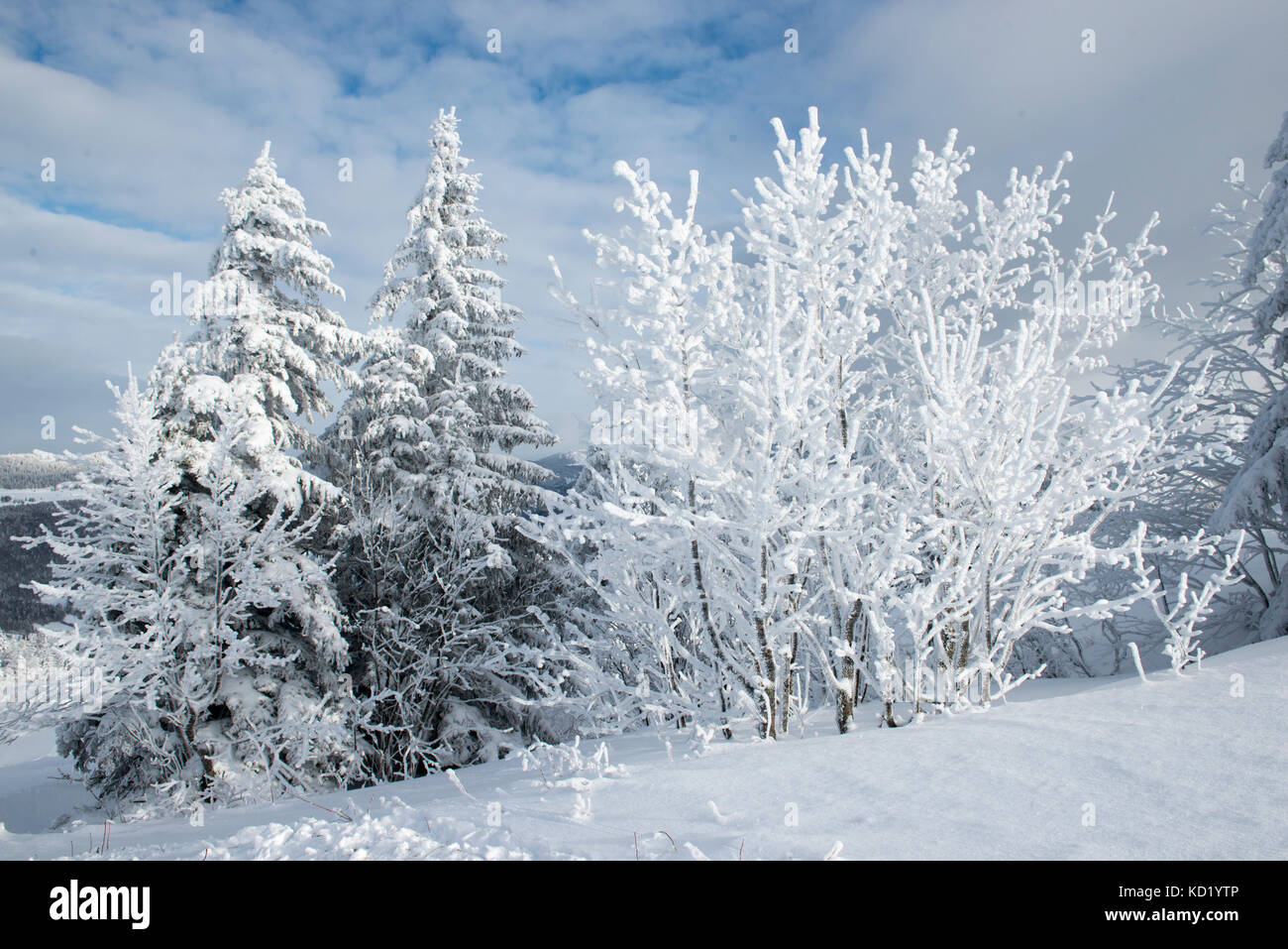 Alberi e cespugli coperti di neve, mont-rond, Giura, Ain Rhône-Alpes, in Francia Foto Stock