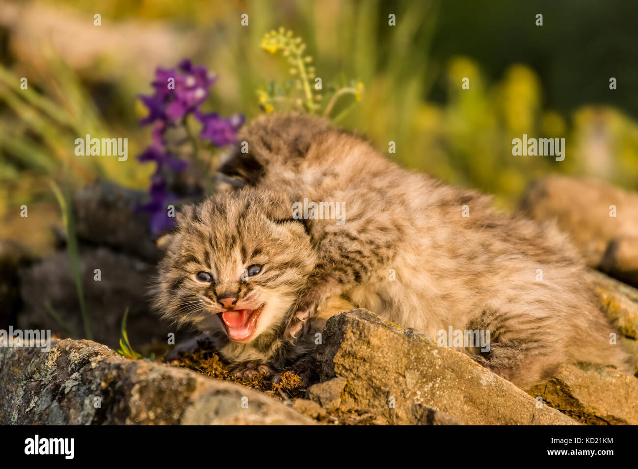 Giovani gattini bobcat appollaiato su un listello in primavera, vicino a Bozeman, Montana, USA. Da uno a sei, ma di solito da due a quattro cuccioli sono nato nel mese di aprile o Foto Stock