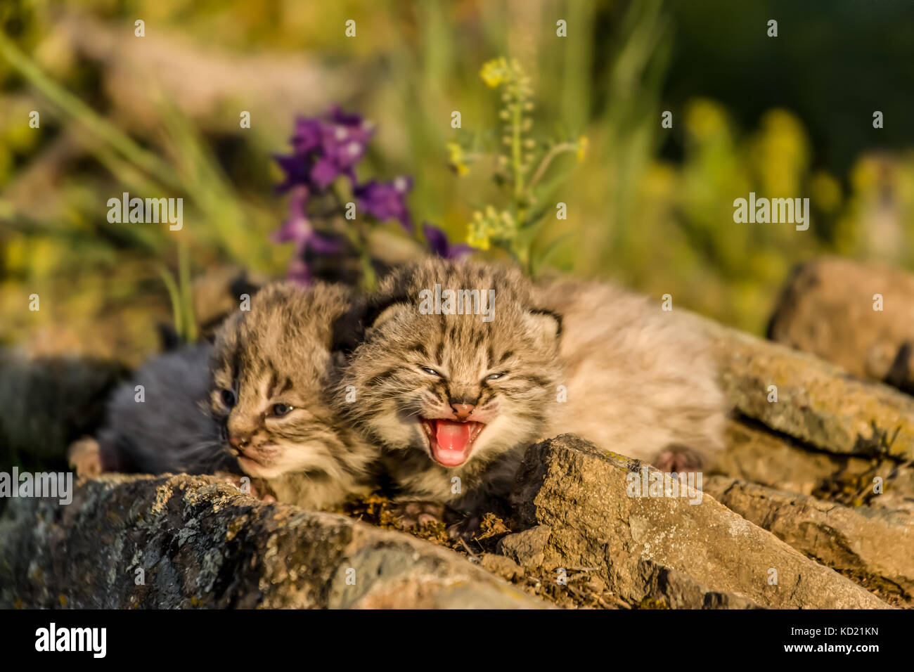 Giovani gattini bobcat appollaiato su un listello in primavera, vicino a Bozeman, Montana, USA. Da uno a sei, ma di solito da due a quattro cuccioli sono nato nel mese di aprile o Foto Stock