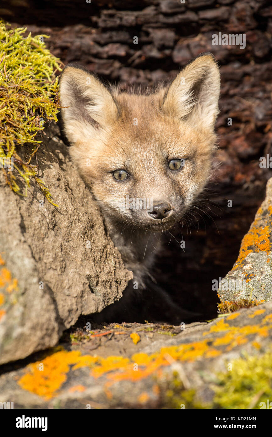 Red Fox di peering kit al di fuori della sua tana vicino a Bozeman, Montana, USA. Animali in cattività. Foto Stock