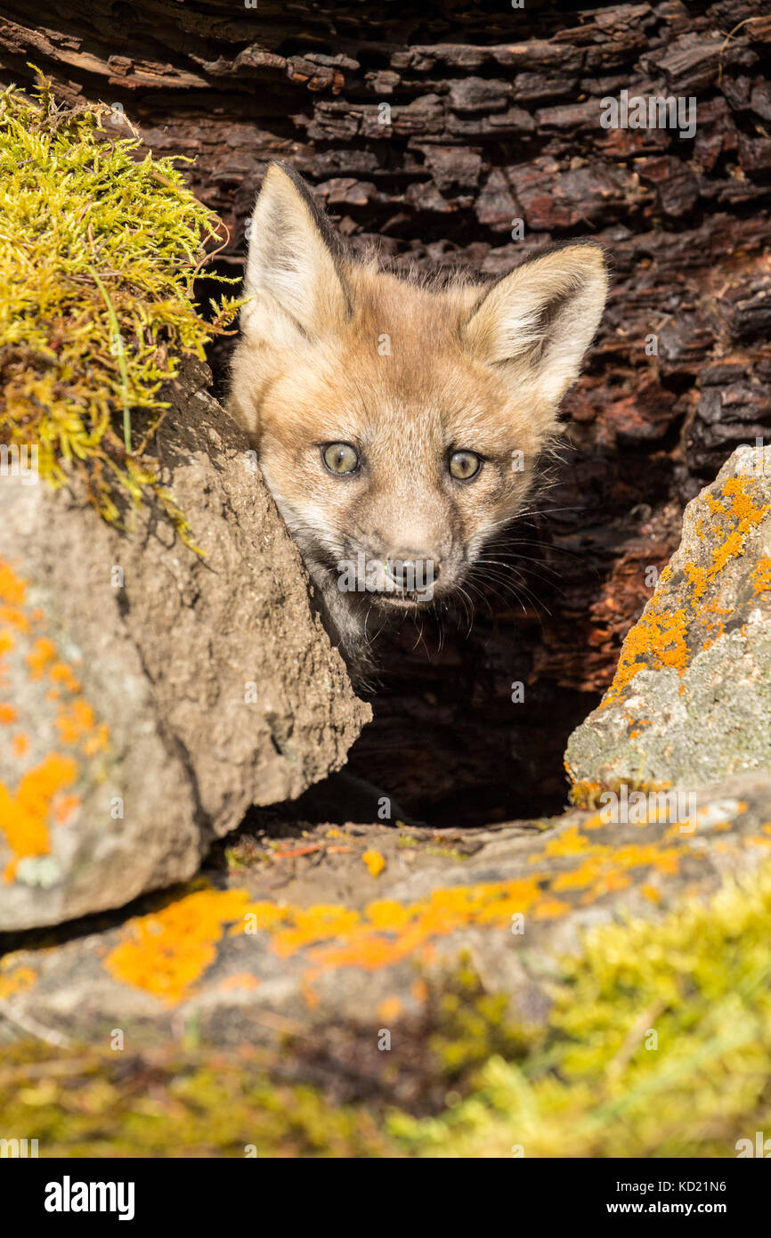 Red Fox di peering kit al di fuori della sua tana vicino a Bozeman, Montana, USA. Animali in cattività. Foto Stock