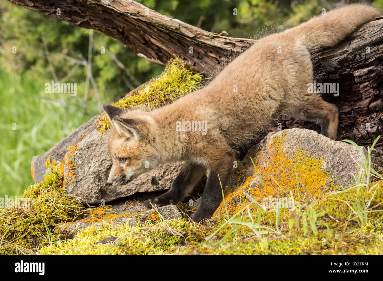 Rosso kit Fox esplorando accanto al suo den, vicino a Bozeman, Montana, USA. Animali in cattività. Foto Stock